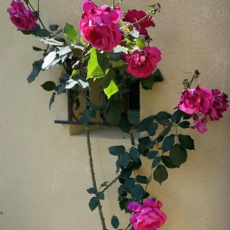 Domaine Saint Antoine Hébergement de vacances *