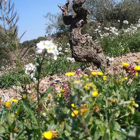 Domaine Saint Antoine Rieux-Minervois