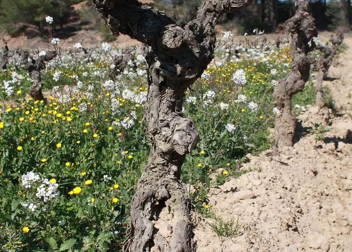 Domaine Saint Antoine Dom wakacyjny *