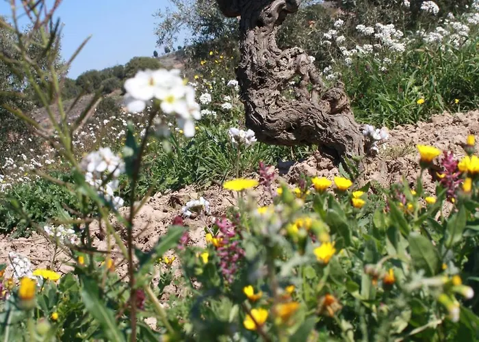 Domaine Saint Antoine Rieux-Minervois