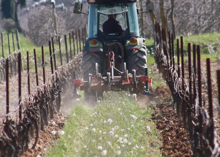 Domaine Saint Antoine Rieux-Minervois